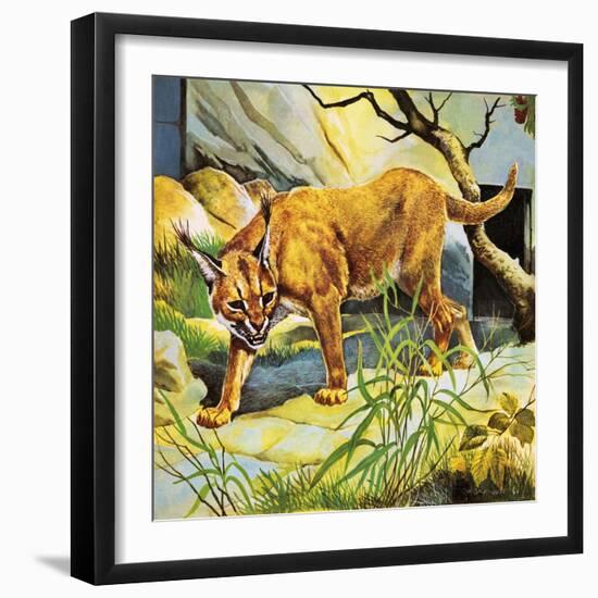 Who's Who in the Zoo: the King's Pet Cat-G. W Backhouse-Framed Giclee Print