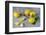 Whole and Sliced Lemons on Grey Subsoil-Jana Ihle-Framed Photographic Print