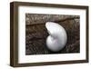 Whole Pearl Nautilus Shell-Savanah Plank-Framed Photographic Print