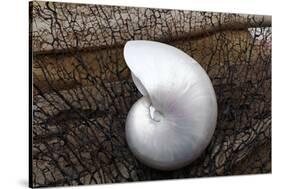 Whole Pearl Nautilus Shell-Savanah Plank-Stretched Canvas