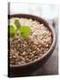 Wholegrain Rice in a Terracotta Bowl-Malgorzata Stepien-Stretched Canvas