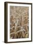 Wholesome Wheat-Alan Copson-Framed Giclee Print