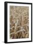 Wholesome Wheat-Alan Copson-Framed Giclee Print