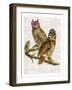 Whoo Are You Looking At ?-Christopher James-Framed Art Print