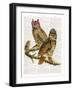 Whoo Are You Looking At ?-Christopher James-Framed Art Print