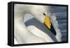 Whooper Swan Close-Up of Head-null-Framed Stretched Canvas