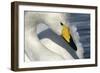 Whooper Swan Close-Up of Head-null-Framed Photographic Print