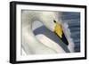 Whooper Swan Close-Up of Head-null-Framed Photographic Print