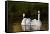 Whooper Swan (Cygnus Cygnus) Adult Pair with Cygnet, Captive-Lynn M^ Stone-Framed Stretched Canvas