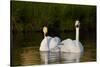 Whooper Swan (Cygnus Cygnus) Adult Pair with Cygnet, Captive-Lynn M^ Stone-Stretched Canvas