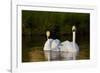 Whooper Swan (Cygnus Cygnus) Adult Pair with Cygnet, Captive-Lynn M^ Stone-Framed Photographic Print
