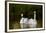 Whooper Swan (Cygnus Cygnus) Adult Pair with Cygnet, Captive-Lynn M^ Stone-Framed Photographic Print