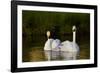 Whooper Swan (Cygnus Cygnus) Adult Pair with Cygnet, Captive-Lynn M^ Stone-Framed Photographic Print