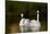 Whooper Swan (Cygnus Cygnus) Adult Pair with Cygnet, Captive-Lynn M^ Stone-Mounted Photographic Print
