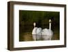 Whooper Swan (Cygnus Cygnus) Adult Pair with Cygnet, Captive-Lynn M^ Stone-Framed Photographic Print