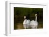 Whooper Swan (Cygnus Cygnus) Adult Pair with Cygnet, Captive-Lynn M^ Stone-Framed Photographic Print