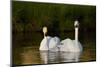 Whooper Swan (Cygnus Cygnus) Adult Pair with Cygnet, Captive-Lynn M^ Stone-Mounted Photographic Print