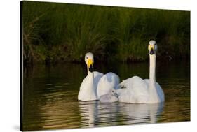 Whooper Swan (Cygnus Cygnus) Adult Pair with Cygnet, Captive-Lynn M^ Stone-Stretched Canvas