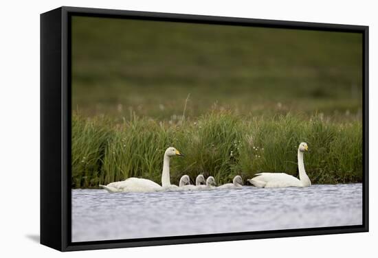 Whooper Swan (Cygnus Cygnus) and Four Cygnets Swimming, Iceland, Polar Regions-James-Framed Stretched Canvas