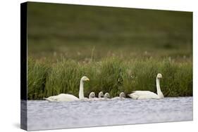 Whooper Swan (Cygnus Cygnus) and Four Cygnets Swimming, Iceland, Polar Regions-James-Stretched Canvas