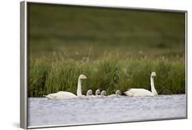 Whooper Swan (Cygnus Cygnus) and Four Cygnets Swimming, Iceland, Polar Regions-James-Framed Photographic Print