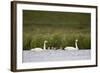 Whooper Swan (Cygnus Cygnus) and Four Cygnets Swimming, Iceland, Polar Regions-James-Framed Photographic Print