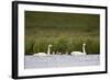Whooper Swan (Cygnus Cygnus) and Four Cygnets Swimming, Iceland, Polar Regions-James-Framed Photographic Print
