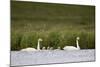 Whooper Swan (Cygnus Cygnus) and Four Cygnets Swimming, Iceland, Polar Regions-James-Mounted Photographic Print