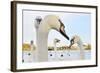 Whooper Swan (Cygnus Cygnus) Caling Behind Mute Swans (Cygnus Olor) on a Urban Loch. Scotland-Fergus Gill-Framed Photographic Print