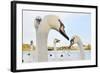 Whooper Swan (Cygnus Cygnus) Caling Behind Mute Swans (Cygnus Olor) on a Urban Loch. Scotland-Fergus Gill-Framed Photographic Print