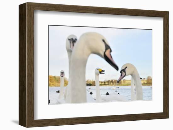 Whooper Swan (Cygnus Cygnus) Caling Behind Mute Swans (Cygnus Olor) on a Urban Loch. Scotland-Fergus Gill-Framed Photographic Print