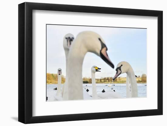 Whooper Swan (Cygnus Cygnus) Caling Behind Mute Swans (Cygnus Olor) on a Urban Loch. Scotland-Fergus Gill-Framed Photographic Print