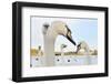 Whooper Swan (Cygnus Cygnus) Caling Behind Mute Swans (Cygnus Olor) on a Urban Loch. Scotland-Fergus Gill-Framed Photographic Print