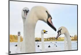 Whooper Swan (Cygnus Cygnus) Caling Behind Mute Swans (Cygnus Olor) on a Urban Loch. Scotland-Fergus Gill-Mounted Photographic Print