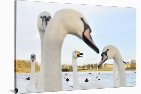 Whooper Swan (Cygnus Cygnus) Caling Behind Mute Swans (Cygnus Olor) on a Urban Loch. Scotland-Fergus Gill-Stretched Canvas