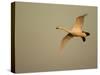 Whooper Swan (Cygnus Cygnus) in Flight. Caerlaverock Wwt, Scotland, Solway, UK, January-Danny Green-Stretched Canvas