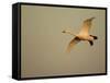 Whooper Swan (Cygnus Cygnus) in Flight. Caerlaverock Wwt, Scotland, Solway, UK, January-Danny Green-Framed Stretched Canvas
