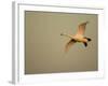 Whooper Swan (Cygnus Cygnus) in Flight. Caerlaverock Wwt, Scotland, Solway, UK, January-Danny Green-Framed Photographic Print