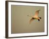 Whooper Swan (Cygnus Cygnus) in Flight. Caerlaverock Wwt, Scotland, Solway, UK, January-Danny Green-Framed Photographic Print