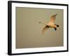 Whooper Swan (Cygnus Cygnus) in Flight. Caerlaverock Wwt, Scotland, Solway, UK, January-Danny Green-Framed Photographic Print