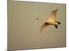 Whooper Swan (Cygnus Cygnus) in Flight. Caerlaverock Wwt, Scotland, Solway, UK, January-Danny Green-Mounted Photographic Print