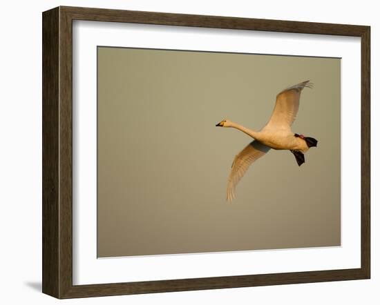 Whooper Swan (Cygnus Cygnus) in Flight. Caerlaverock Wwt, Scotland, Solway, UK, January-Danny Green-Framed Photographic Print