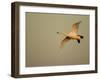 Whooper Swan (Cygnus Cygnus) in Flight. Caerlaverock Wwt, Scotland, Solway, UK, January-Danny Green-Framed Photographic Print