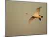 Whooper Swan (Cygnus Cygnus) in Flight. Caerlaverock Wwt, Scotland, Solway, UK, January-Danny Green-Mounted Photographic Print