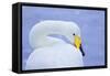 Whooper Swan (Cygnus Cygnus) in Snowfall. Martin Mere Wetlands Trust, Lancashire,Uk-Ben Hall-Framed Stretched Canvas