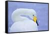 Whooper Swan (Cygnus Cygnus) in Snowfall. Martin Mere Wetlands Trust, Lancashire,Uk-Ben Hall-Framed Stretched Canvas