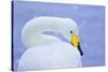 Whooper Swan (Cygnus Cygnus) in Snowfall. Martin Mere Wetlands Trust, Lancashire,Uk-Ben Hall-Stretched Canvas