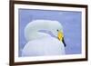 Whooper Swan (Cygnus Cygnus) in Snowfall. Martin Mere Wetlands Trust, Lancashire,Uk-Ben Hall-Framed Photographic Print