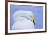 Whooper Swan (Cygnus Cygnus) in Snowfall. Martin Mere Wetlands Trust, Lancashire,Uk-Ben Hall-Framed Photographic Print