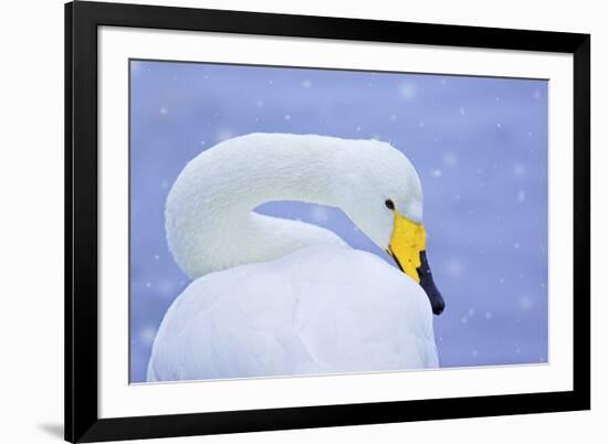 Whooper Swan (Cygnus Cygnus) in Snowfall. Martin Mere Wetlands Trust, Lancashire,Uk-Ben Hall-Framed Photographic Print